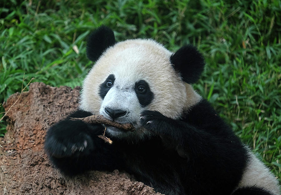Young Panda chewing Photograph by Ronda Ryan