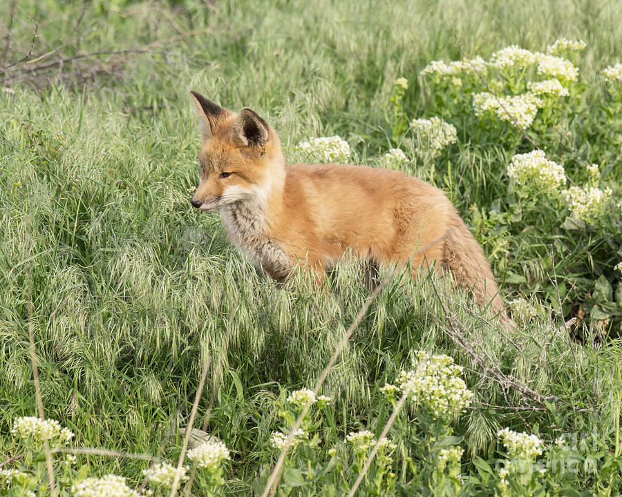 Young Red Tailed Fox #1 Photograph by Dennis Hammer