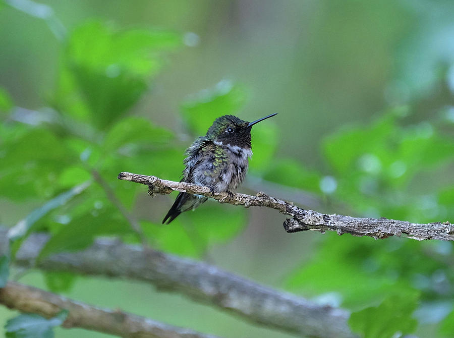 Hummingbird branch watching Photograph by Ronda Ryan