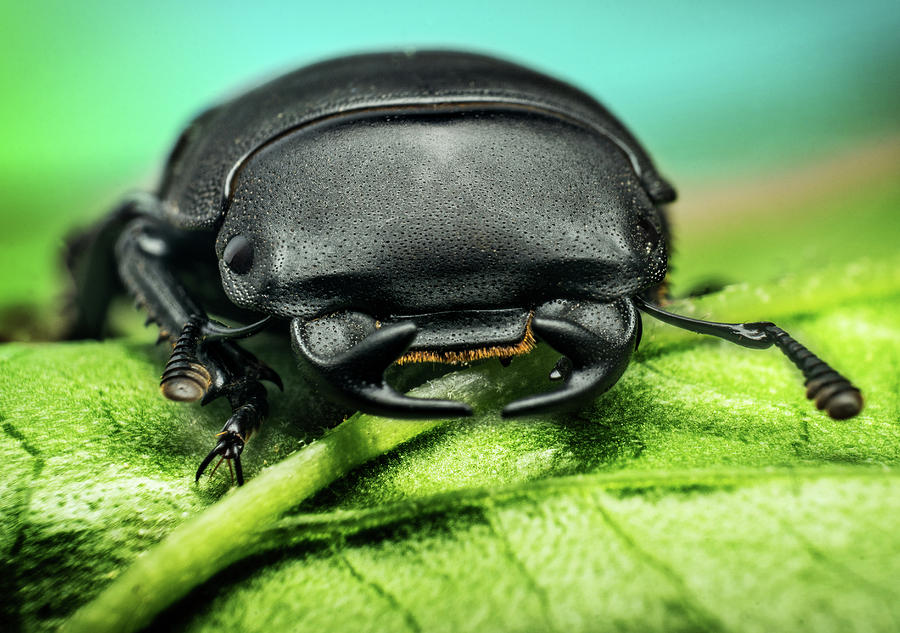 Young stag beetle Photograph by Libor Vrska - Fine Art America