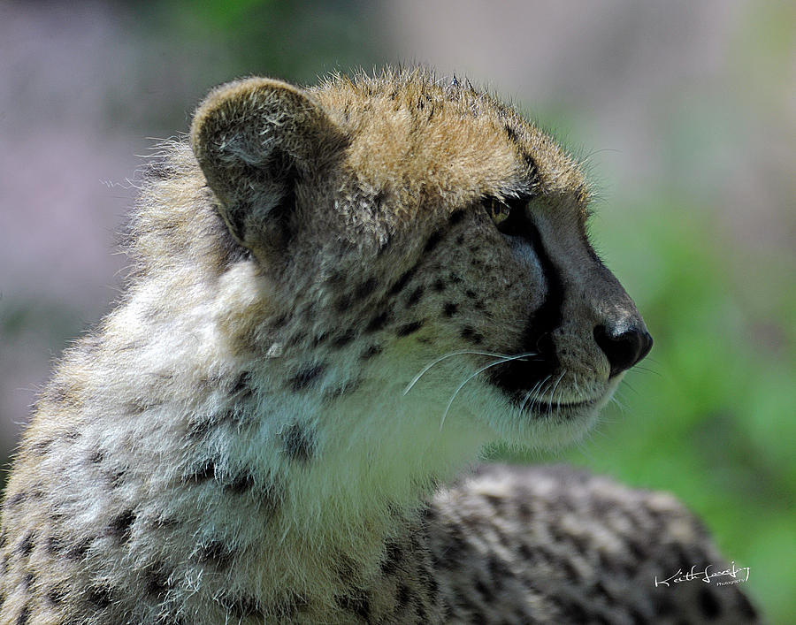 1 yr old Cheetah Photograph by Keith Lovejoy