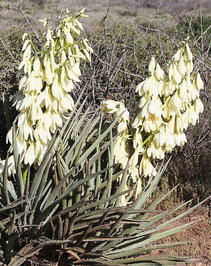 Yucca Blossoms Late Winter In Arizona #1 Photograph by Tom Janca