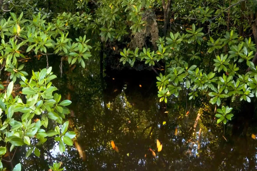 Tree Mixed Media - Zanzibar Island Swamp Marshes Wetlands vegitation trees fish water crabs eggs habitat  #1 by Navin Joshi