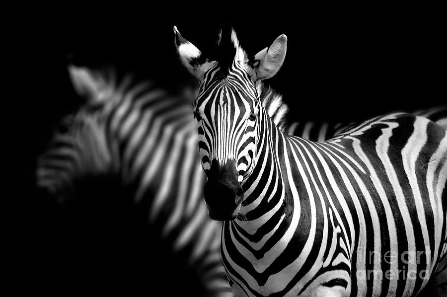 Zebra #1 Photograph by Charuhas Images