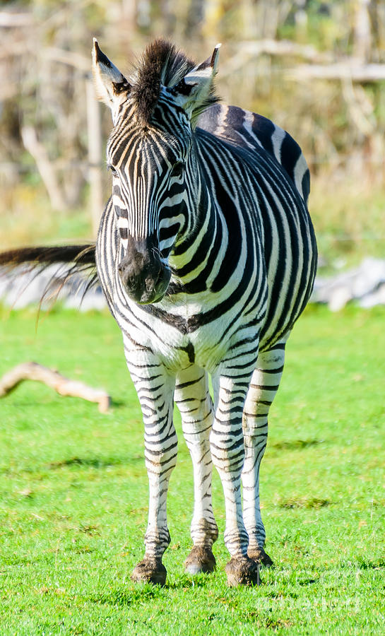 Zebra #2 Photograph by Colin Rayner