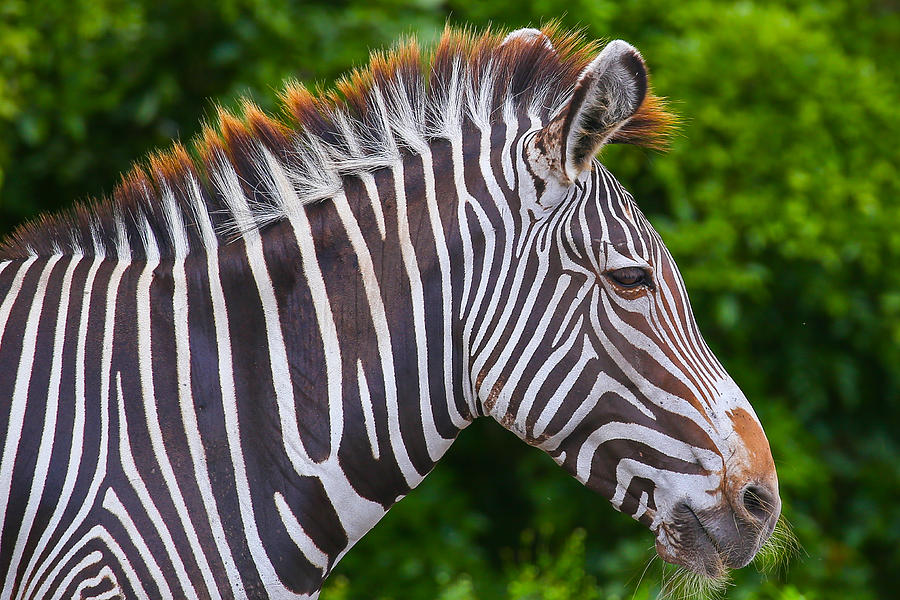 Zebra #1 Photograph by Dart Humeston