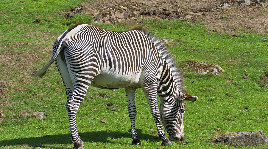Zebra #2 Photograph by Ed James