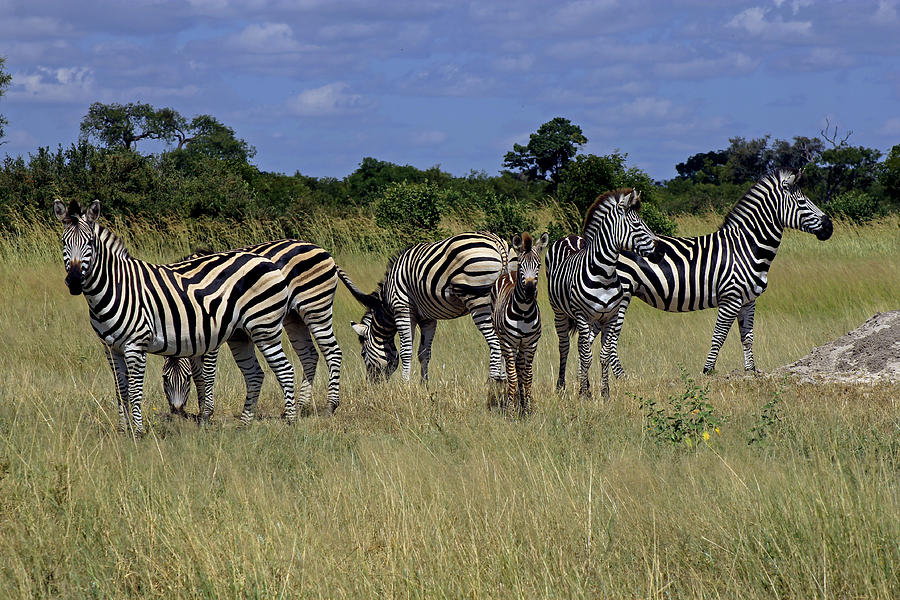 Zebra Group #1 Photograph by Tony Murtagh