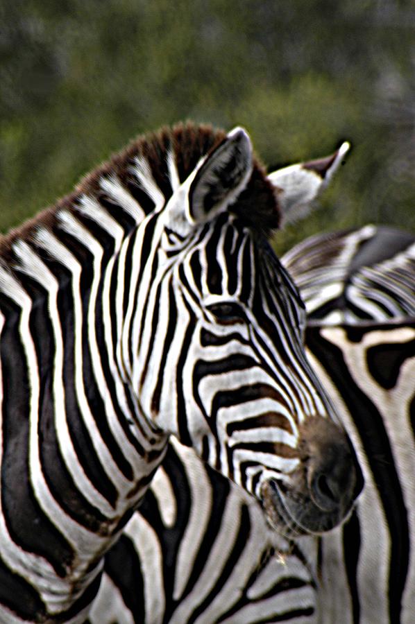 Nature Photograph - Zebra II #1 by Linda Nordquist