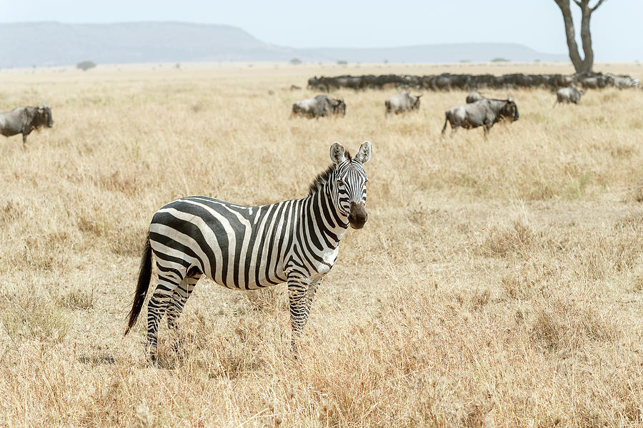 Zebra in Serengeti National Park in Tanzania #1 Photograph by Marek Poplawski