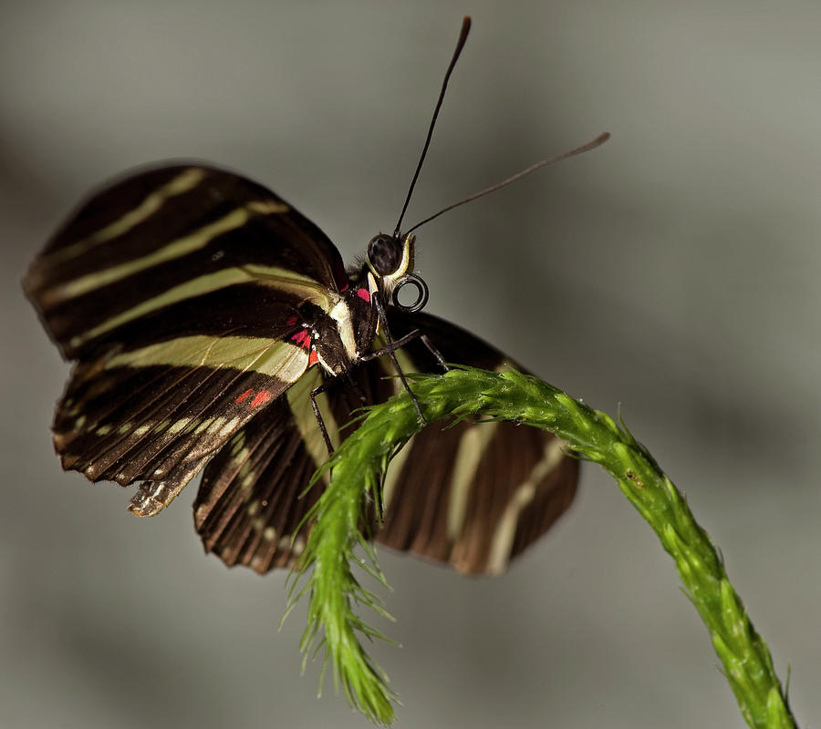 Zebra Longwing Butterfly #1 Photograph by JT Lewis