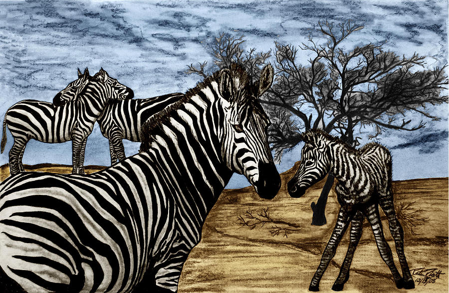 Wildlife Drawing - Zebra Outback  #2 by Peter Piatt