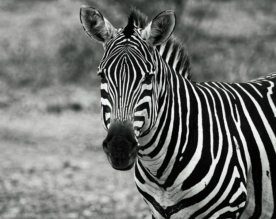 Zebra Portrait #1 Photograph by Sally Weigand