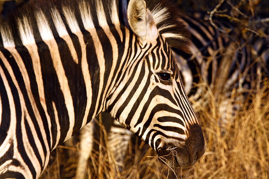 Zebra Photograph by Riana Van Staden - Fine Art America