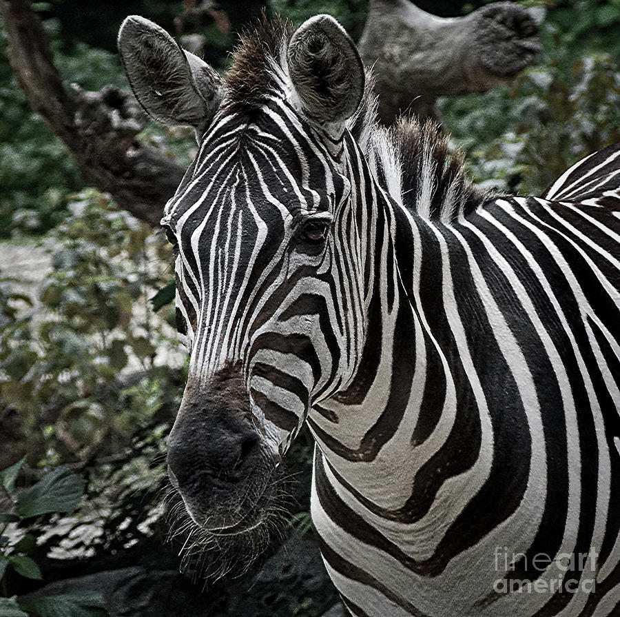 Zebra #1 Photograph by Skip Willits