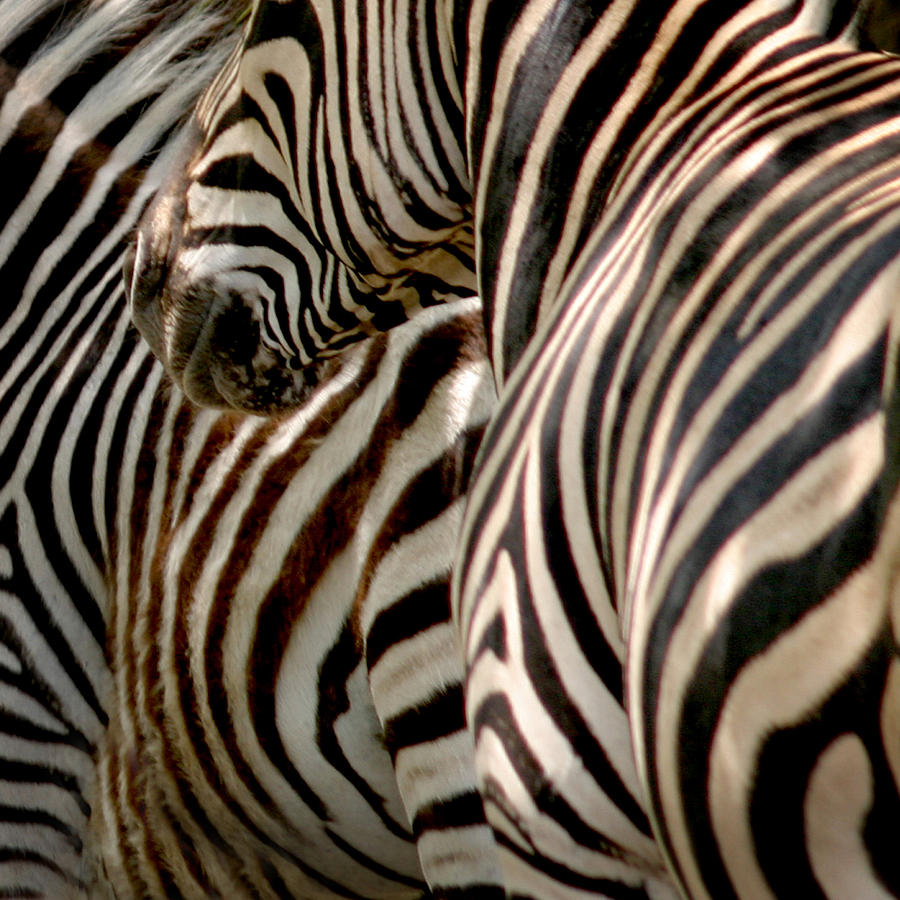 Zebra Stripes #1 Photograph by Joseph G Holland
