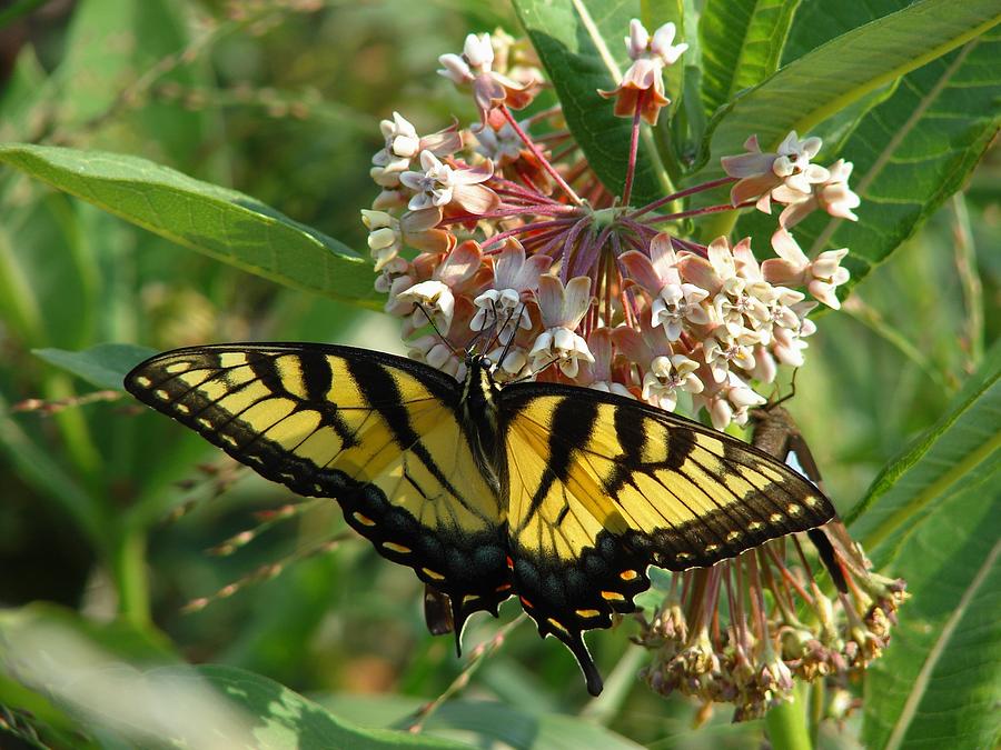 Eastern Swallowtail Photograph by Carl Moore