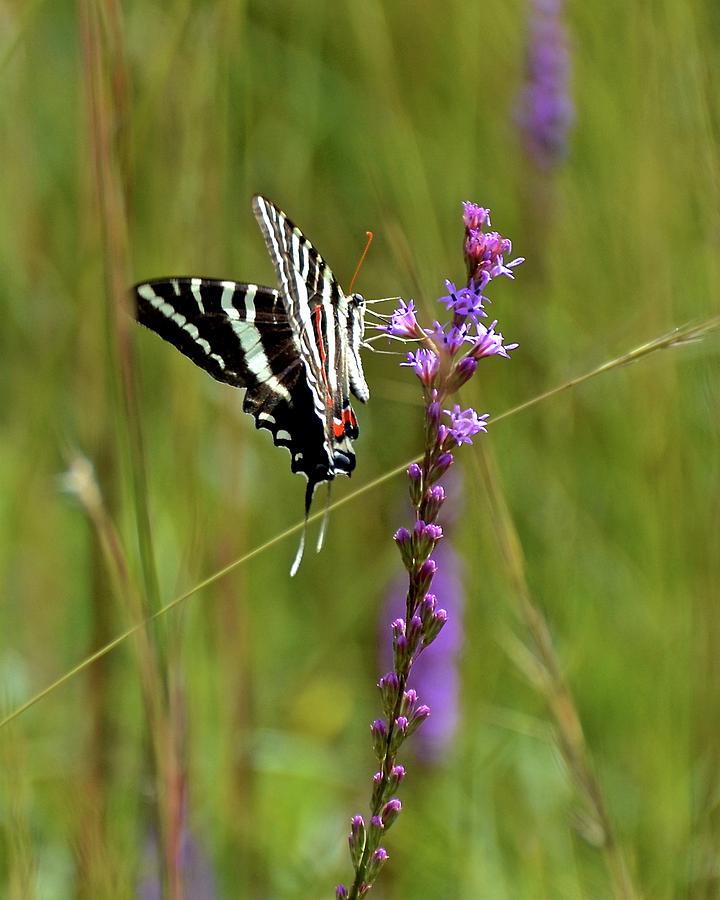 Zebra Swallowtail #1 Photograph by Carol Bradley