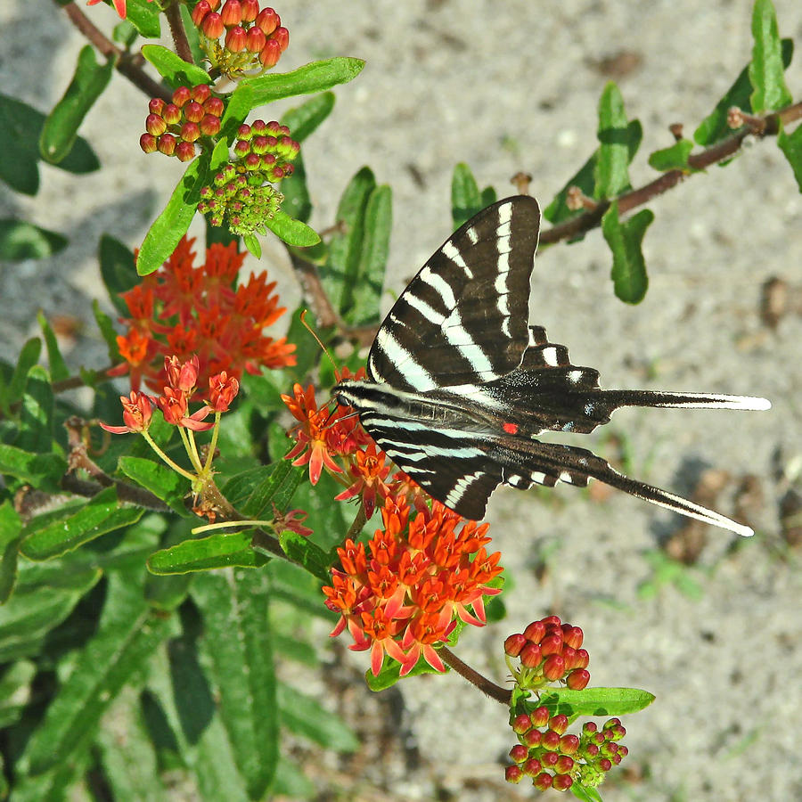 Zebra Swallowtail #1 Photograph by Peggy Urban