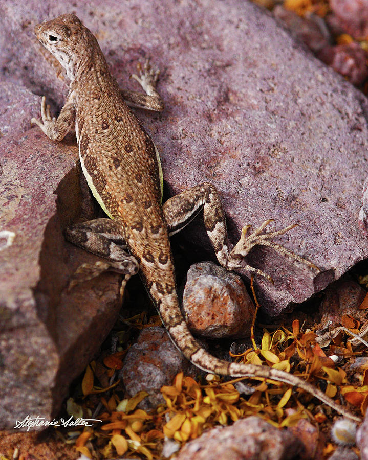 Zebra-tailed Lizard by Stephanie Salter Zebra-tailed Lizard by Stephanie Salter