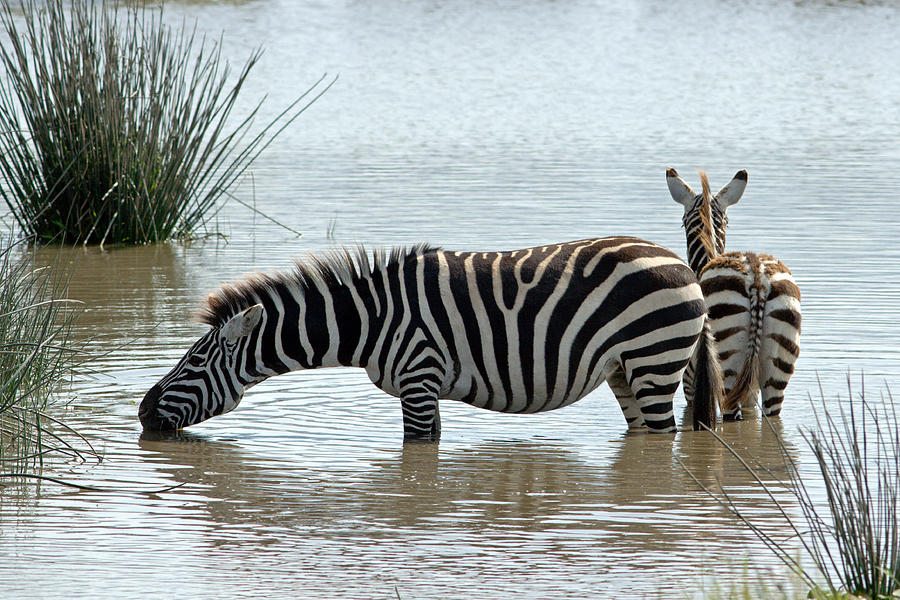 Zebras Drinking #2 Photograph by Aivar Mikko