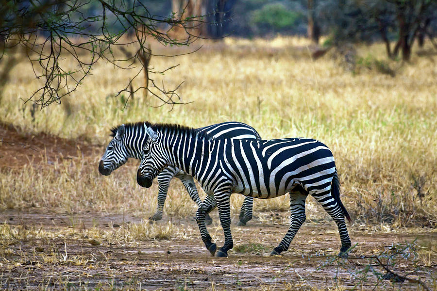 Zebras Walking #1 Photograph by Sally Weigand