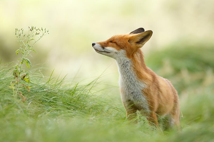 Fox Photograph - Zen Fox Series - Zen Fox by Roeselien Raimond