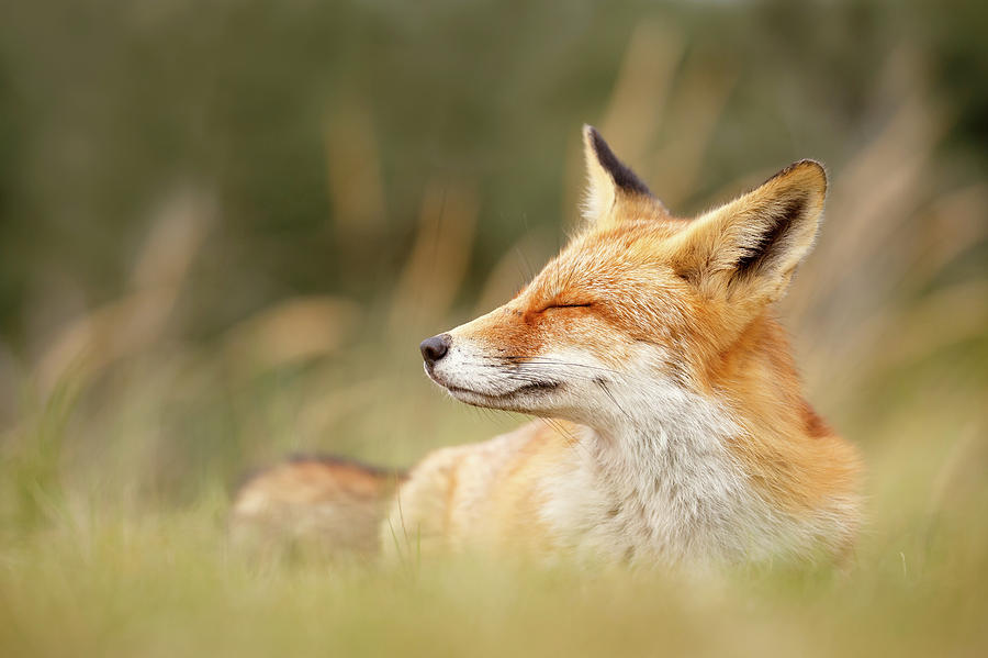 Animal Photograph - Zen Fox Series - Chill Fox #1 by Roeselien Raimond