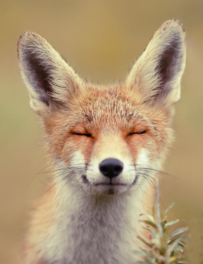 Wildlife Photograph - Zen Fox Series - Happy Fox is Happy #2 by Roeselien Raimond
