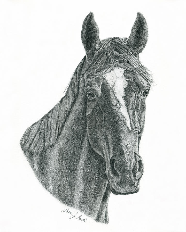 Horse Drawing - Zenyatta #1 by Laura Smith