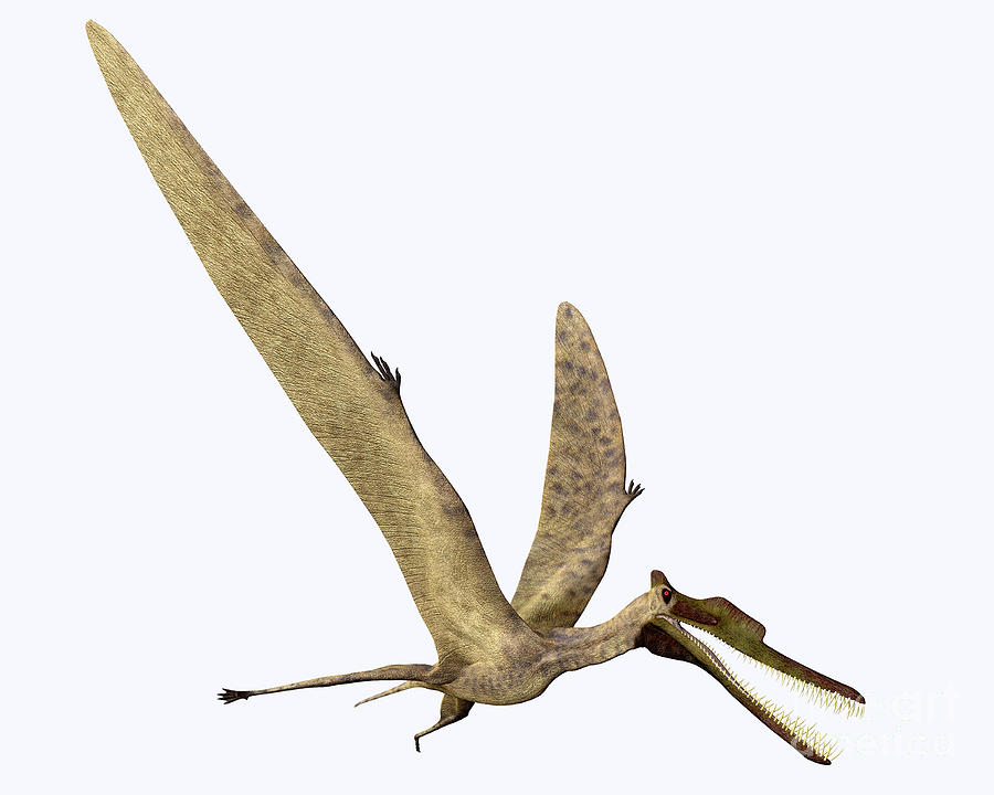 Dinosaur Digital Art - Zhenyuanopterus Pterosaur #1 by Corey Ford