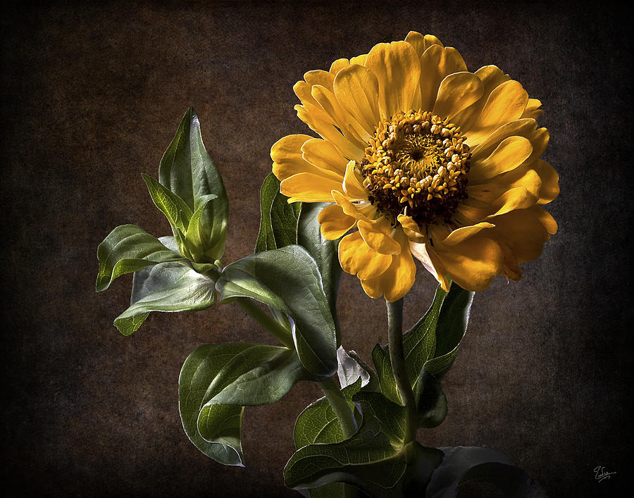 Zinnia  #1 Photograph by Endre Balogh