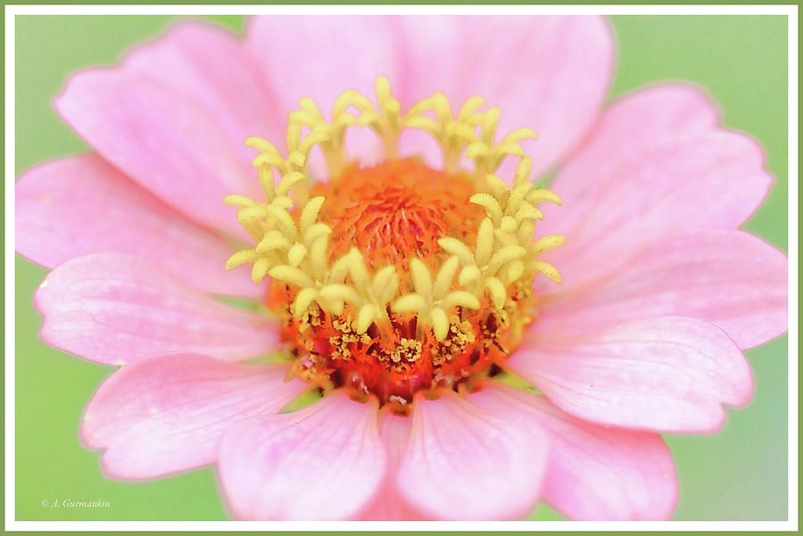 Zinnia Flower #1 Photograph by A Macarthur Gurmankin