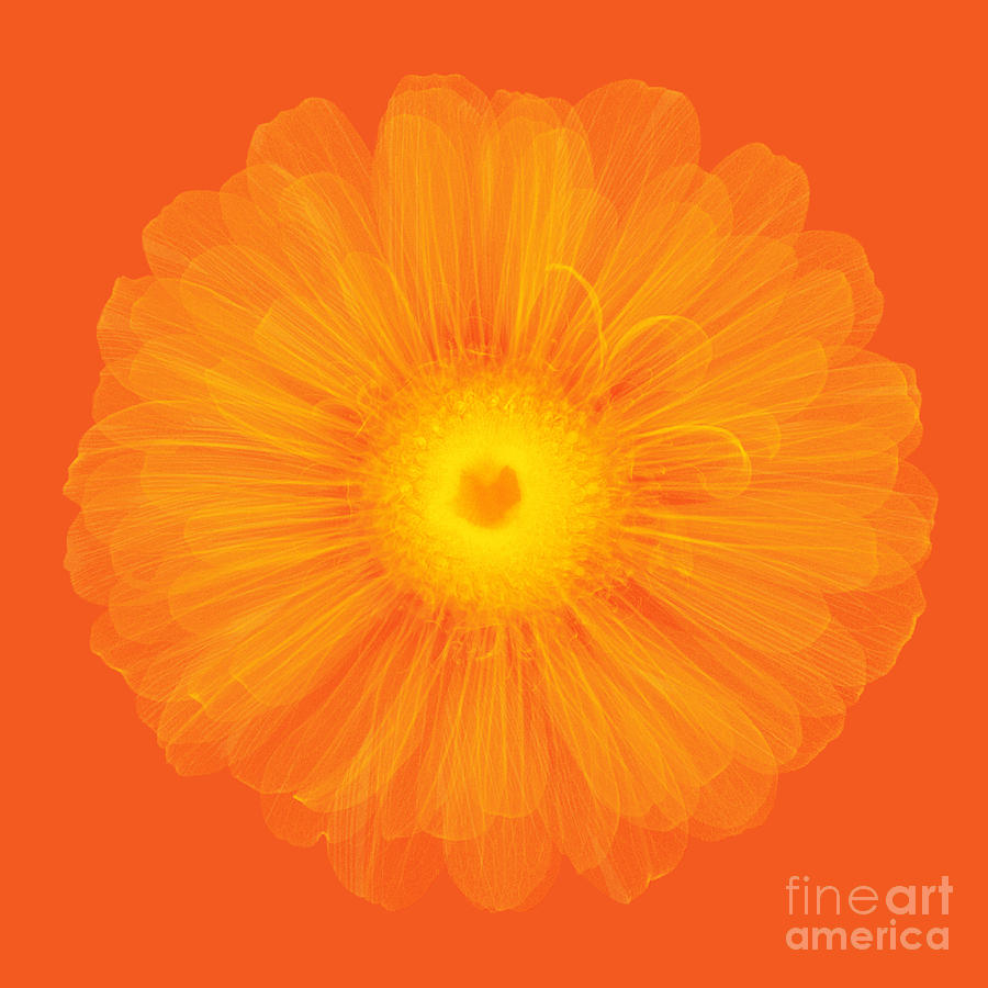 Zinnia Flower, X-ray #1 Photograph by Ted Kinsman