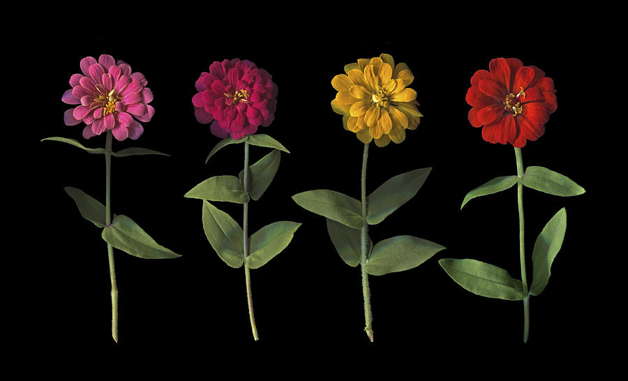 Flower Photograph - Zinnia Quartet #1 by Susan Rinehart