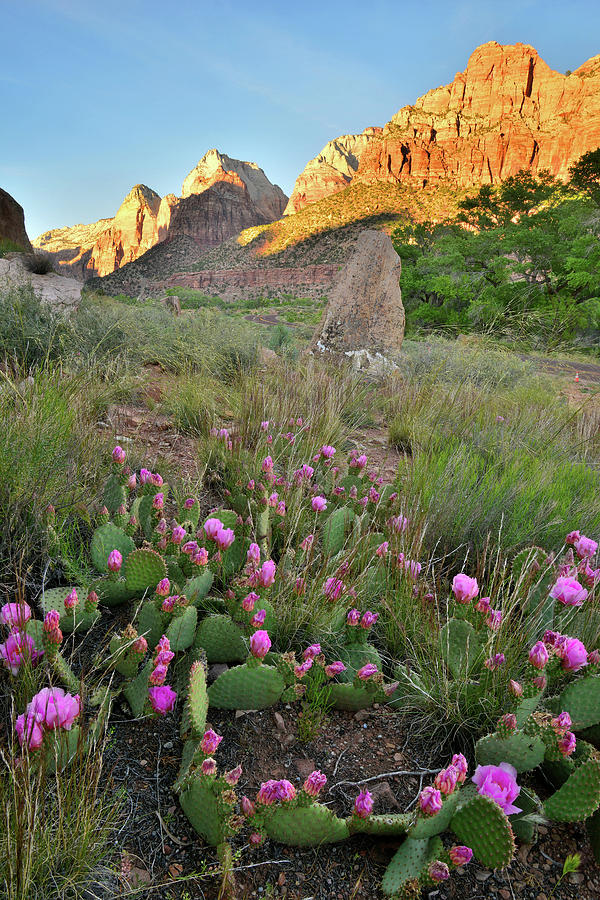 Zion Canyon Cacti #2 Photograph by Ray Mathis