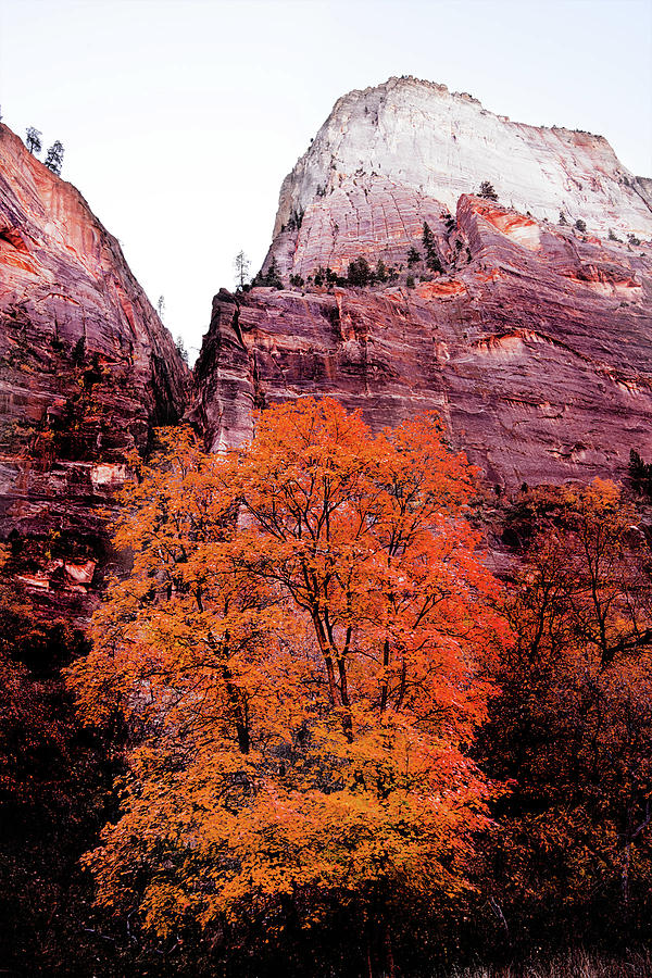 Zion National Park Photograph - Zion National Park 1 by Norman Hall Zion National Park Photograph - Zion National Park 1 by Norman Hall