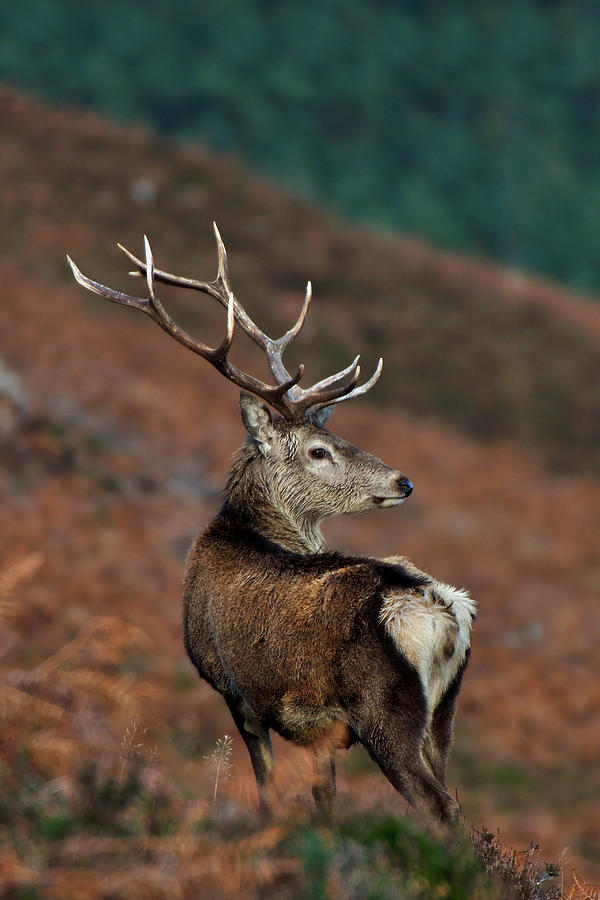  Red Deer Stag #10 Photograph by Gavin Macrae