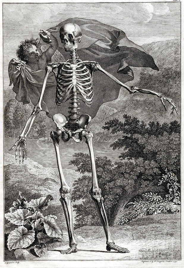Skeleton Photograph - 18th Century Anatomical Engraving #7 by Science Source