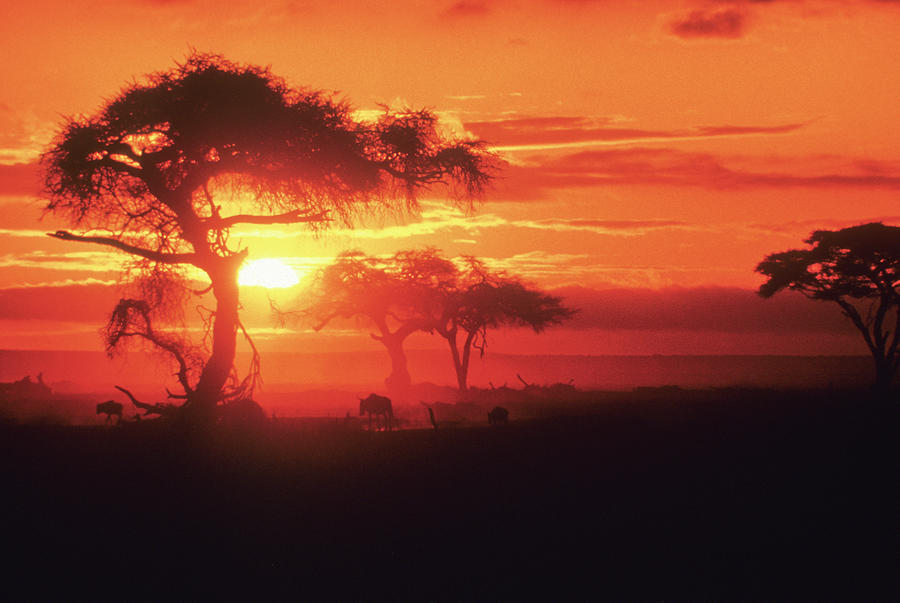 african sunrise wallpaper