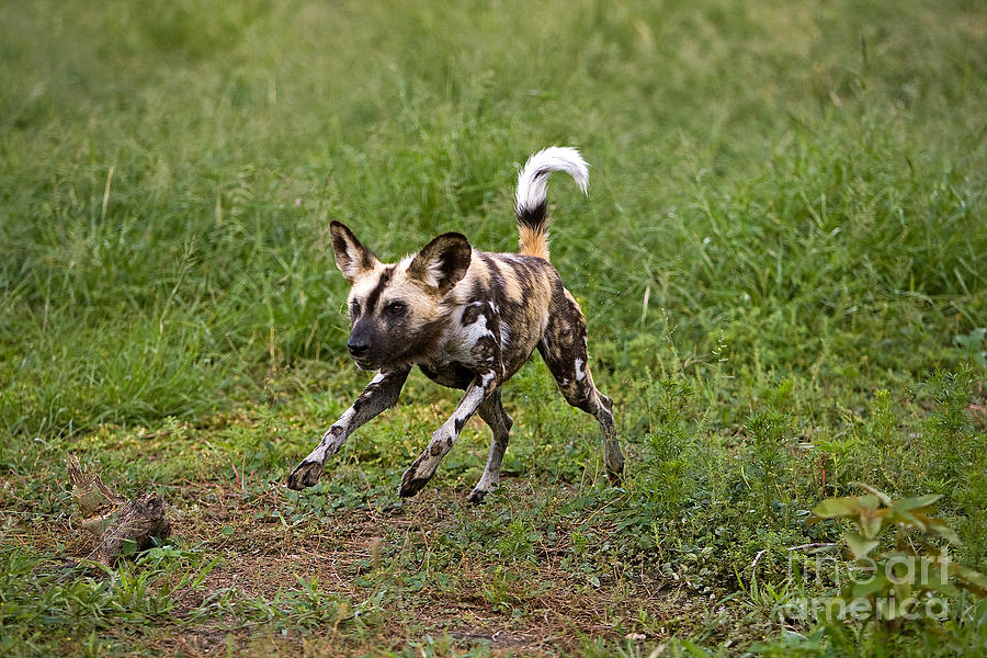 African Wild Dog Lycaon Pictus #10 Photograph by Gerard Lacz