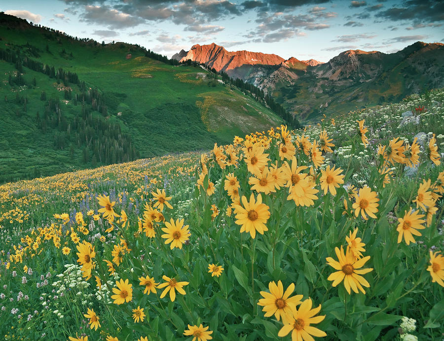 Mountain Photograph - Albion Basin Wildflowers #10 by Douglas Pulsipher