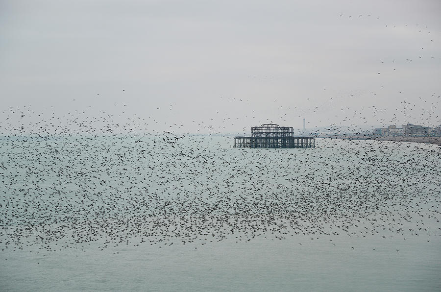Amazing Spectacle Of Starlings Birds Murmuration Flying Over Sea Photograph