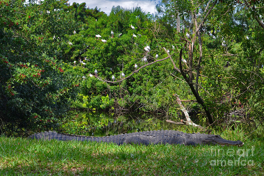 10- American Alligator Photograph by Joseph Keane