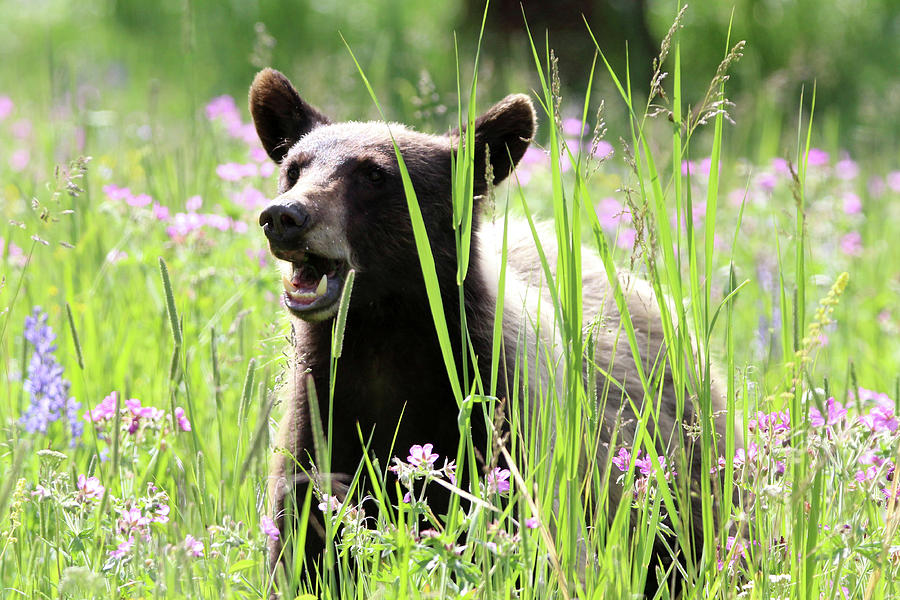 American Black Bear Yellowstone USA #10 Photograph by Bob Savage