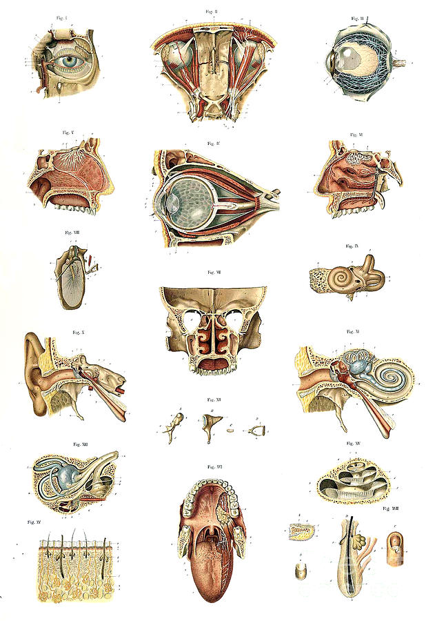 Anatomie Du Corps Humain, Laskowski #12 Photograph by Science Source