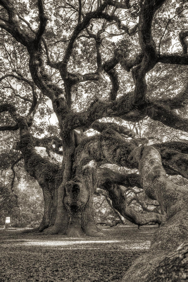Angel Oak Live Oak Tree #10 Photograph by Dustin K Ryan