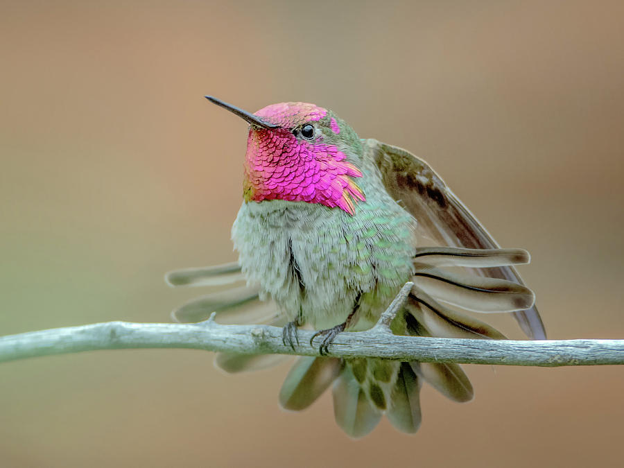 Annas Hummingbird #10 Photograph by Tam Ryan