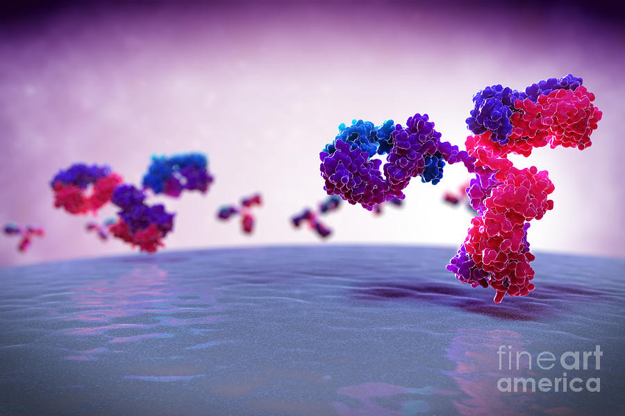 Antibody Photograph - Antibody 1igt #10 by Science Picture Co