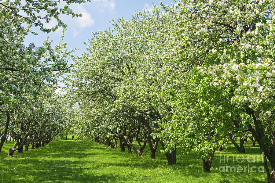 Apple garden in blossom #10 Photograph by Irina Afonskaya
